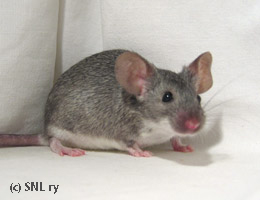 Chinchilla