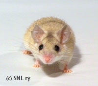 Cream spiny mouse from Siimis mousery