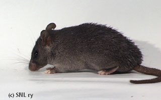 Nile spiny mouse Siimis Kardemumma
