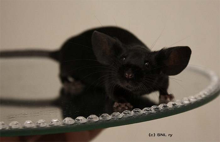 black fancy mouse