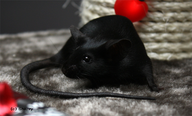black fancy mouse