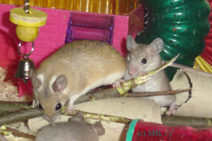 Spiny Mice