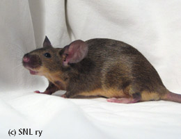 agouti tan