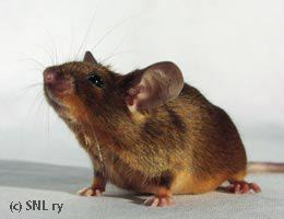 agouti tan