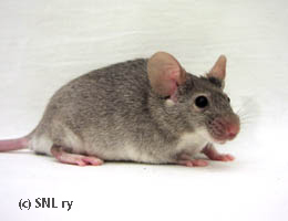 Chinchilla