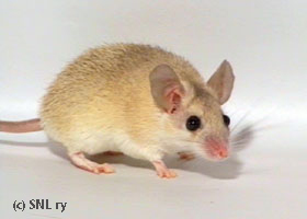 Cream spiny mouse from Siimis mousery