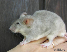 agouti fox