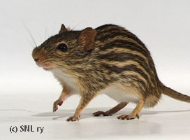 Zebra Mouse Paavo