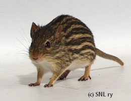 Zebra mouse Paavo