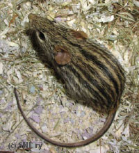 Zebra mouse