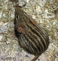 Zebra mouse