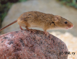 harvest mouse